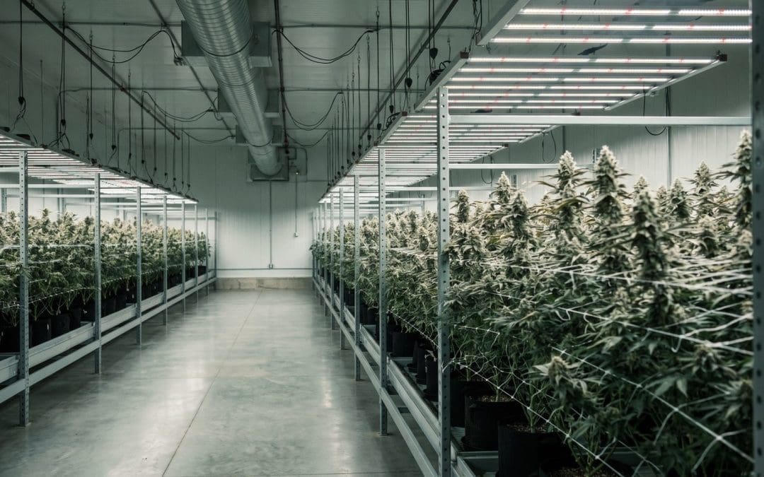 Rows of cannabis plants under horticultural lighting in a large indoor growing facility