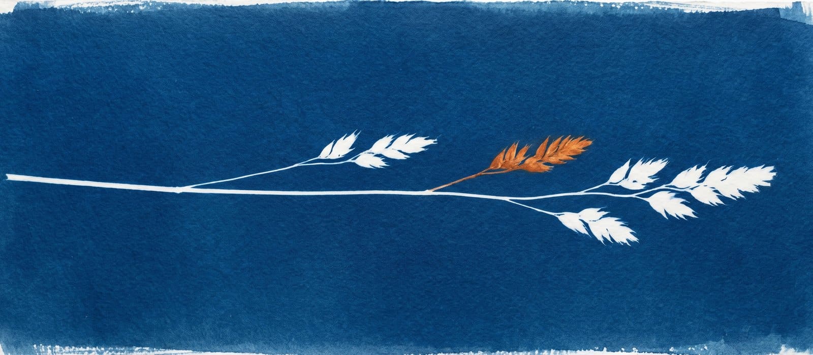 Cyanotype sun print of a single grass stem with five seed heads, one of them tinted burnt orange