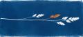 Cyanotype sun print of a single grass stem with five seed heads, one of them tinted burnt orange