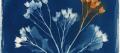 Cyanotype sun print of a spray of seed heads in white on deep blue, one seed head tinted burnt orange