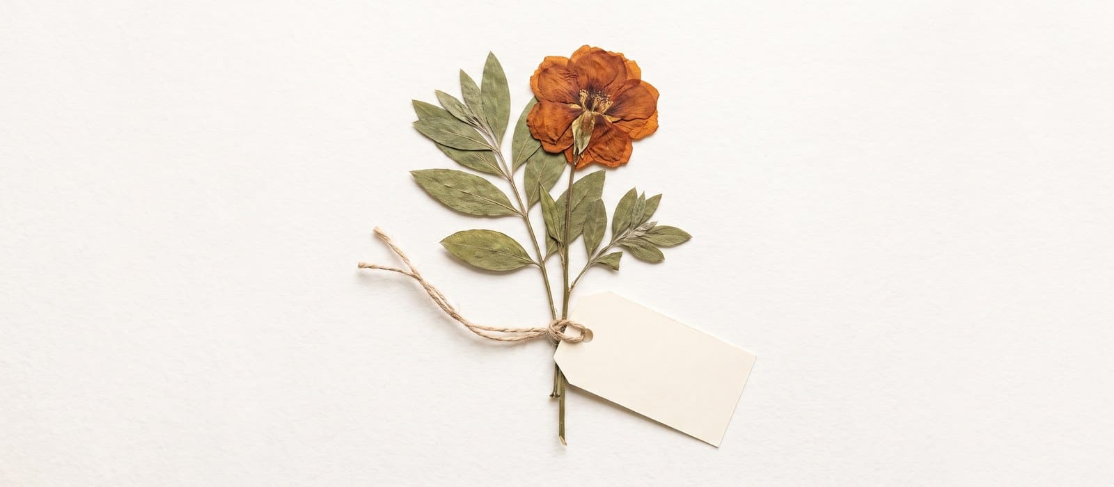 Pressed flowering sprig with a blank paper tag tied to its stem with string, on warm white paper