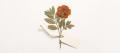 Pressed flowering sprig with a blank paper tag tied to its stem with string, on warm white paper
