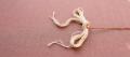 Textile photograph of a loose knot of cream embroidery thread coming undone on dusty-rose linen, with a single burnt-orange thread running free